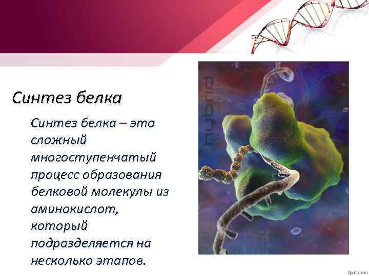 Синтез белка – это сложный многоступенчатый процесс образования белковой молекулы из аминокислот, который подразделяется