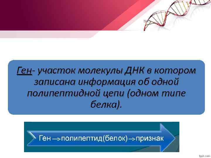 Ген- участок молекулы ДНК в котором записана информация об одной полипептидной цепи (одном типе