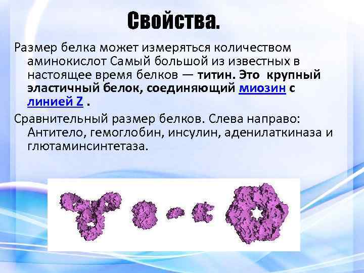 Свойства. Размер белка может измеряться количеством аминокислот Самый большой из известных в настоящее время