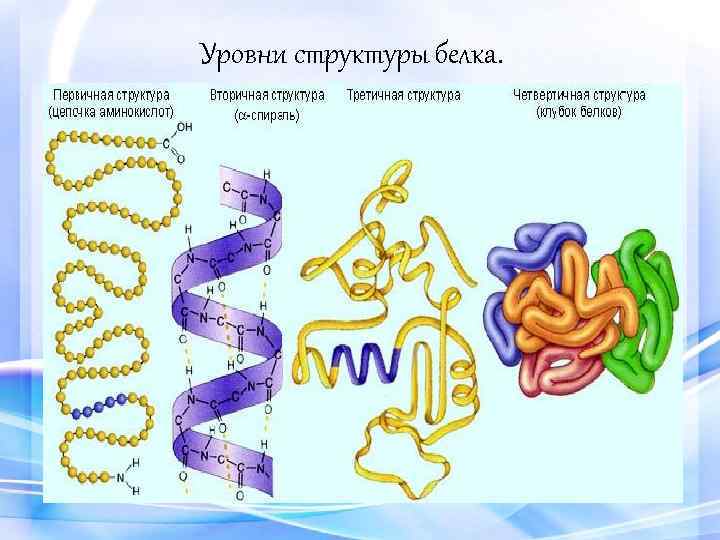Уровни структуры белка. 