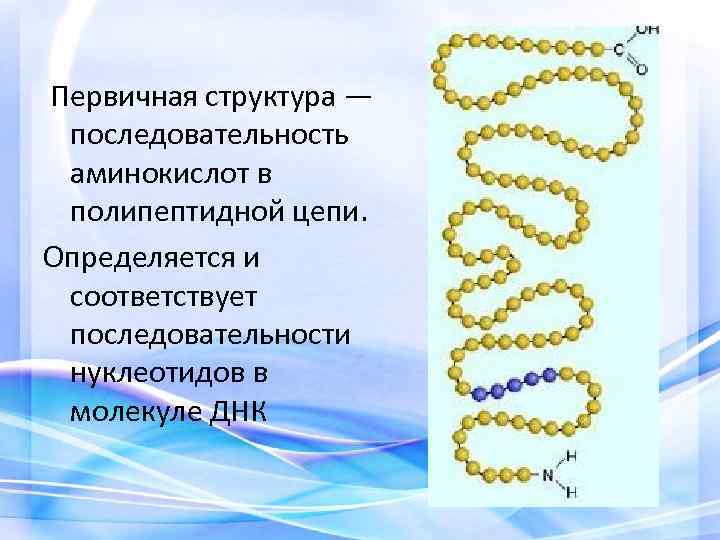 Первичная структура — последовательность аминокислот в полипептидной цепи. Определяется и соответствует последовательности нуклеотидов в