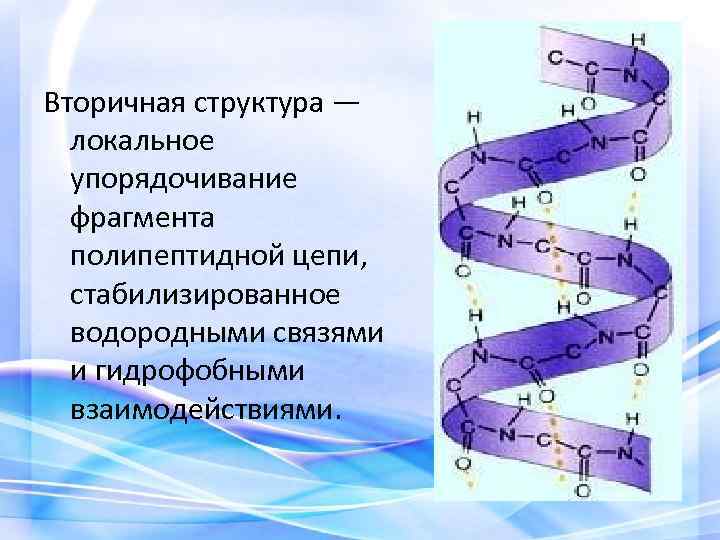 Вторичная структура — локальное упорядочивание фрагмента полипептидной цепи, стабилизированное водородными связями и гидрофобными взаимодействиями.