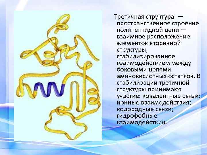 Третичная структура — пространственное строение полипептидной цепи — взаимное расположение элементов вторичной структуры, стабилизированное