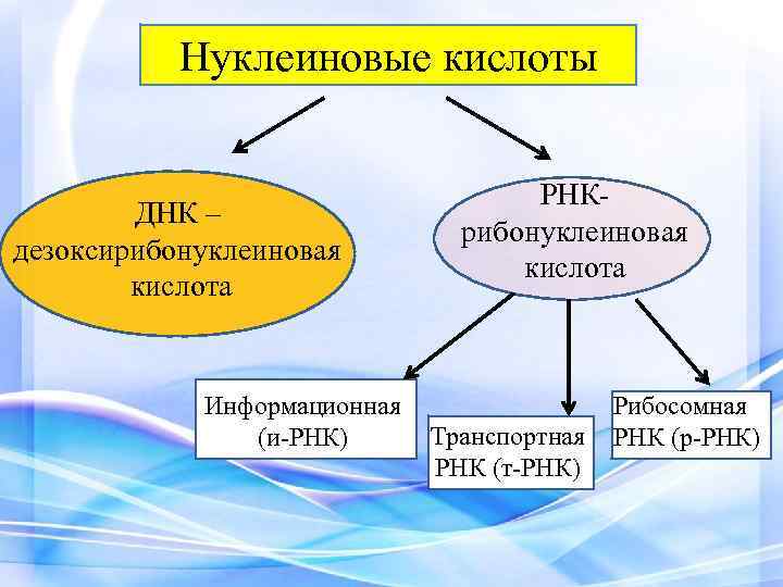 Нуклеиновые кислоты ДНК – дезоксирибонуклеиновая кислота Информационная (и-РНК) РНК- рибонуклеиновая кислота Транспортная РНК (т-РНК)