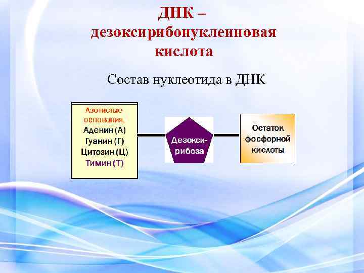 ДНК – дезоксирибонуклеиновая кислота Состав нуклеотида в ДНК 