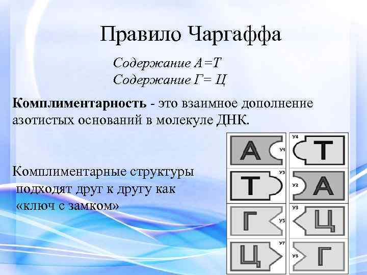Правило Чаргаффа Содержание А=Т Содержание Г= Ц Комплиментарность - это взаимное дополнение азотистых оснований