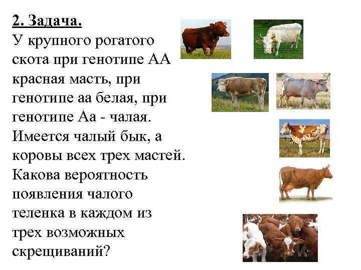 2. Задача. У крупного рогатого скота при генотипе АА красная масть, при генотипе аа