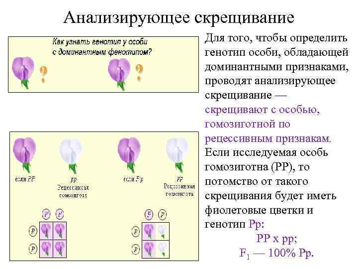Анализирующее скрещивание Для того, чтобы определить генотип особи, обладающей доминантными признаками, проводят анализирующее скрещивание