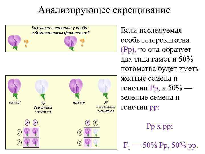 Анализирующее скрещивание Если исследуемая особь гетерозиготна (Рр), то она образует два типа гамет и
