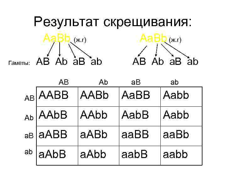Результат скрещивания: Aa. Bb (ж. г) Гаметы: Aa. Bb (ж. г) AB Ab a.