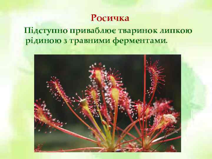 Росичка Підступно приваблює тваринок липкою рідиною з травними ферментами. 