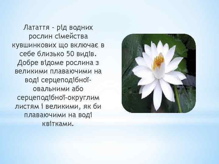 Латаття - рід водних рослин сімейства кувшинкових що включає в себе близько 50 видів.