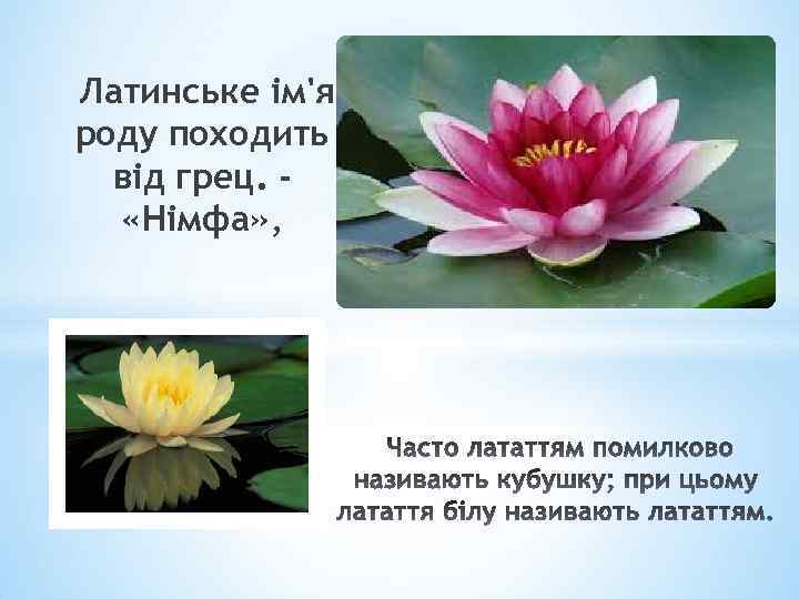Латинське ім'я роду походить від грец. «Німфа» , 