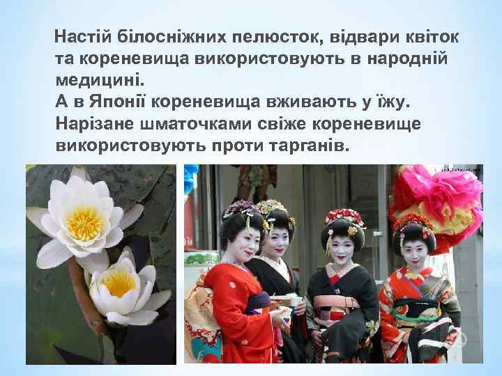  Настій білосніжних пелюсток, відвари квіток та кореневища використовують в народній медицині. А в