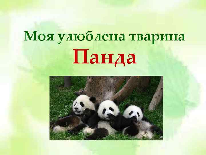 Моя улюблена тварина Панда 