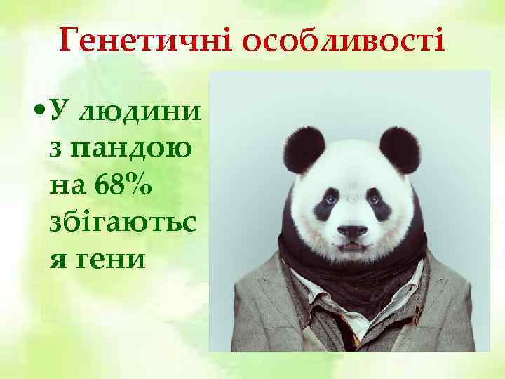 Генетичні особливості • У людини з пандою на 68% збігаютьс я гени 