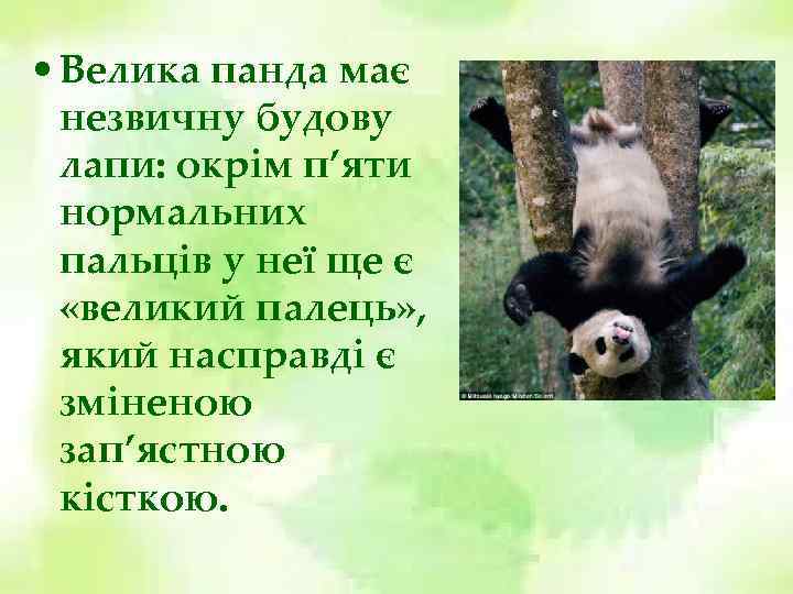  • Велика панда має незвичну будову лапи: окрім п’яти нормальних пальців у неї