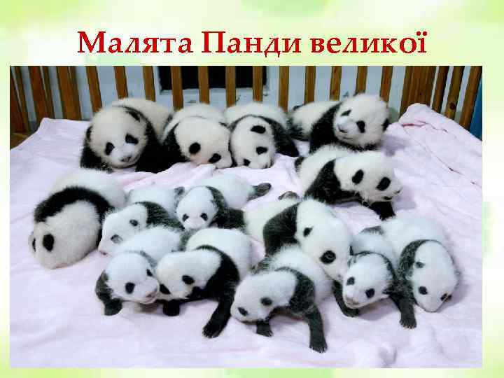 Малята Панди великої 
