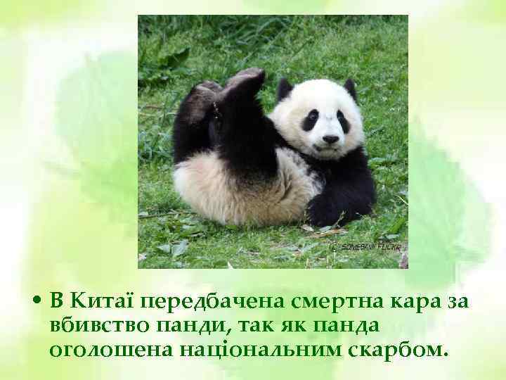  • В Китаї передбачена смертна кара за вбивство панди, так як панда оголошена