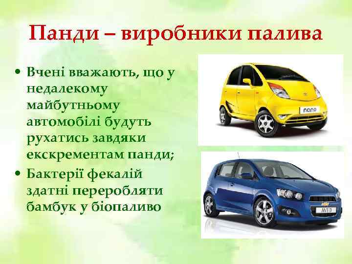 Панди – виробники палива • Вчені вважають, що у недалекому майбутньому автомобілі будуть рухатись