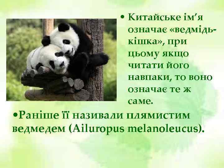  • Китайське ім’я означає «ведмідькішка» , при цьому якщо читати його навпаки, то