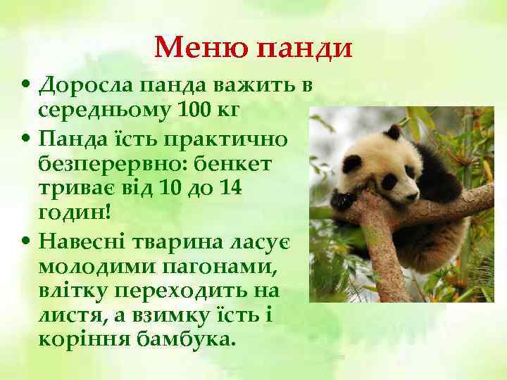 Меню панди • Доросла панда важить в середньому 100 кг • Панда їсть практично