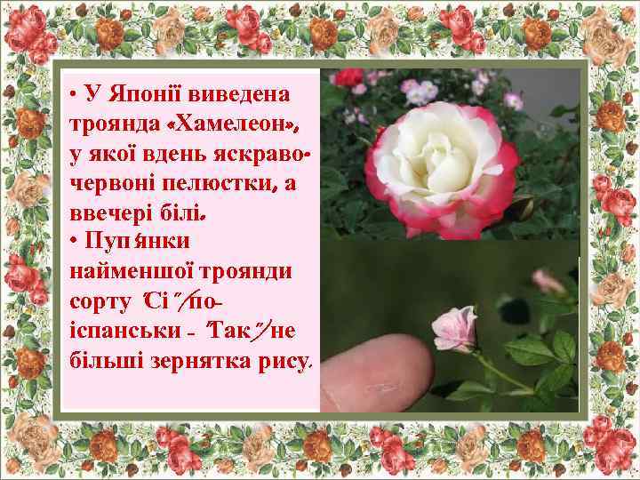  • У Японії виведена троянда «Хамелеон» , у якої вдень яскравочервоні пелюстки, а