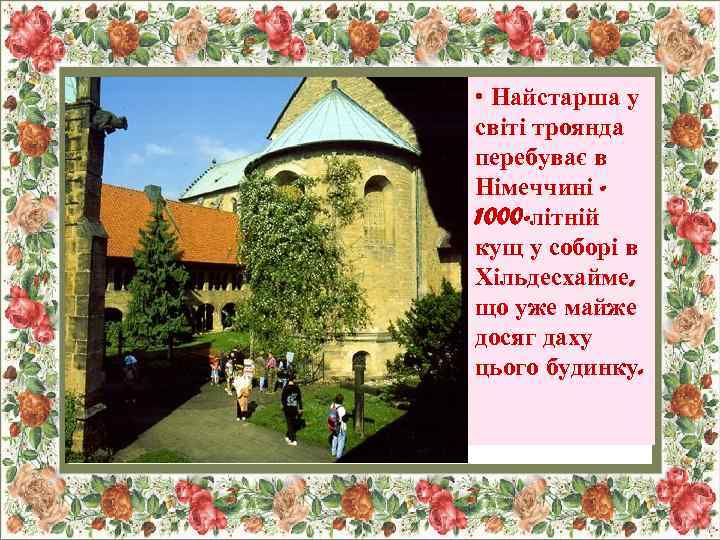  • Найстарша у світі троянда перебуває в Німеччині 1000 -літній кущ у соборі