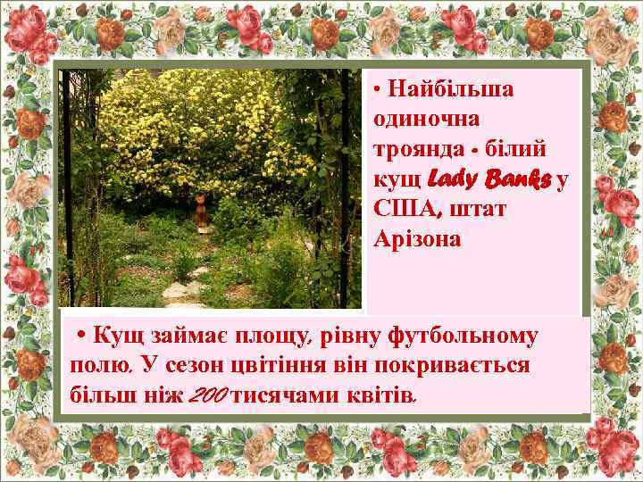  • Найбільша одиночна троянда - білий кущ Lady Banks у США, штат Арізона