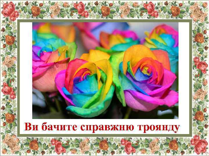 Ви бачите справжню троянду 