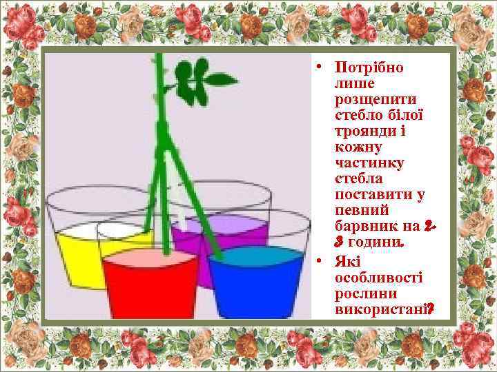  • Потрібно лише розщепити стебло білої троянди і кожну частинку стебла поставити у