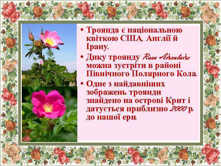  • Троянда є національною квіткою США, Англії й Ірану. • Дику троянду Rosa