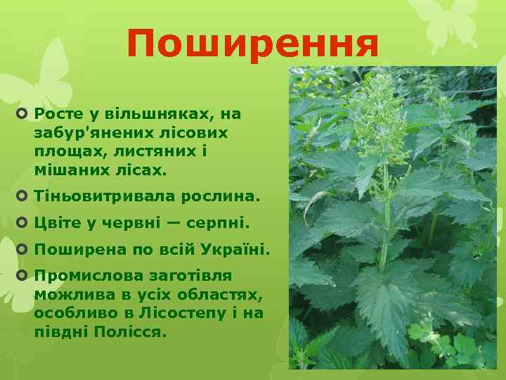 Поширення Росте у вільшняках, на забур'янених лісових площах, листяних і мішаних лісах. Тіньовитривала рослина.