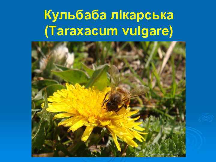 Кульбаба лікарська (Taraxacum vulgare) 