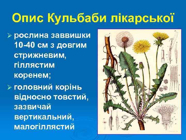 Опис Кульбаби лікарської Ø рослина заввишки 10 -40 см з довгим стрижневим, гіллястим коренем;