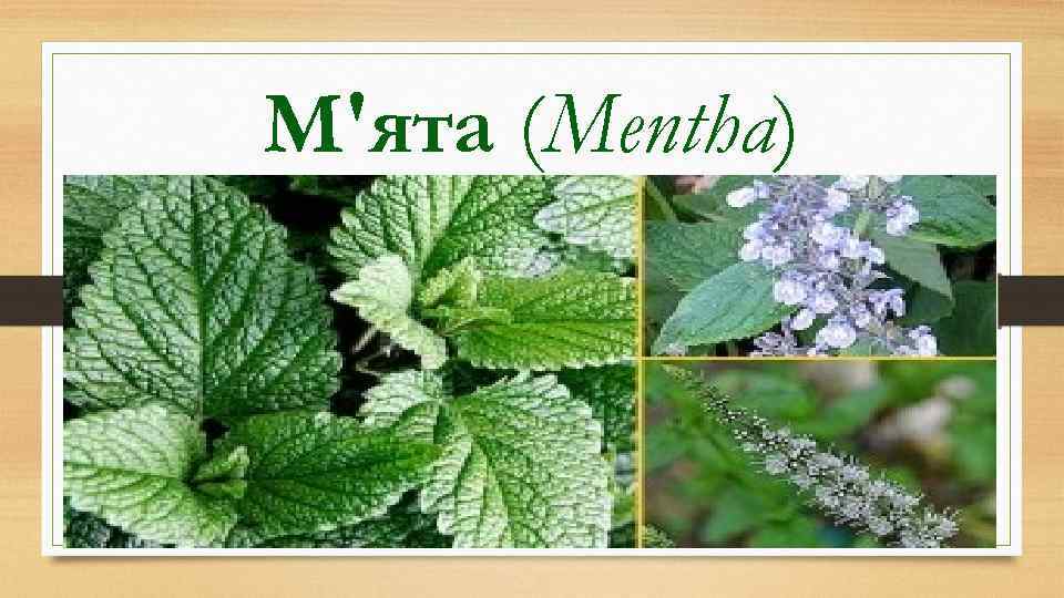 М'ята (Mentha) 