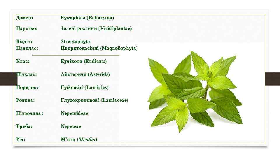 Домен: Еукаріоти (Eukaryota) Царство: Зелені рослини (Viridiplantae) Відділ: Надклас: Streptophyta Покритонасінні (Magnoliophyta) Клас: Еудікоти