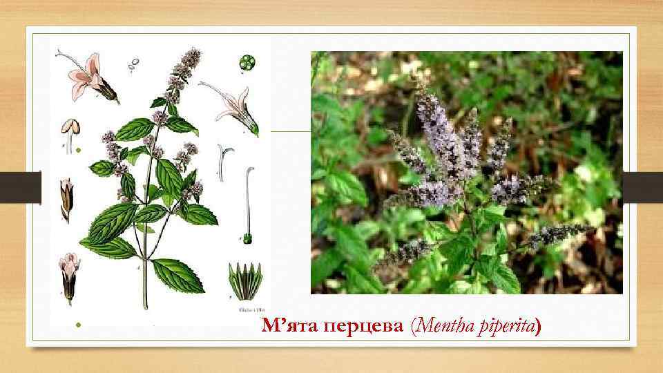  • • М’ята перцева (Mentha piperita) 