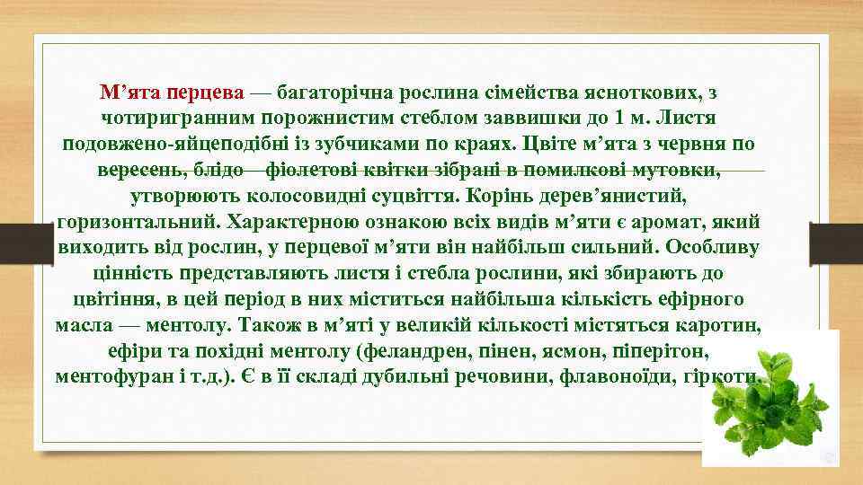 М’ята перцева — багаторічна рослина сімейства ясноткових, з чотиригранним порожнистим стеблом заввишки до 1