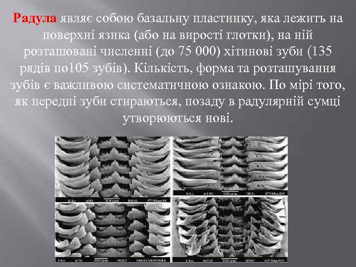 Радула являє собою базальну пластинку, яка лежить на поверхні язика (або на вирості глотки),