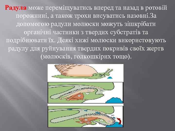 Радула може переміщуватись вперед та назад в ротовій порожнині, а також трохи висуватись назовні.