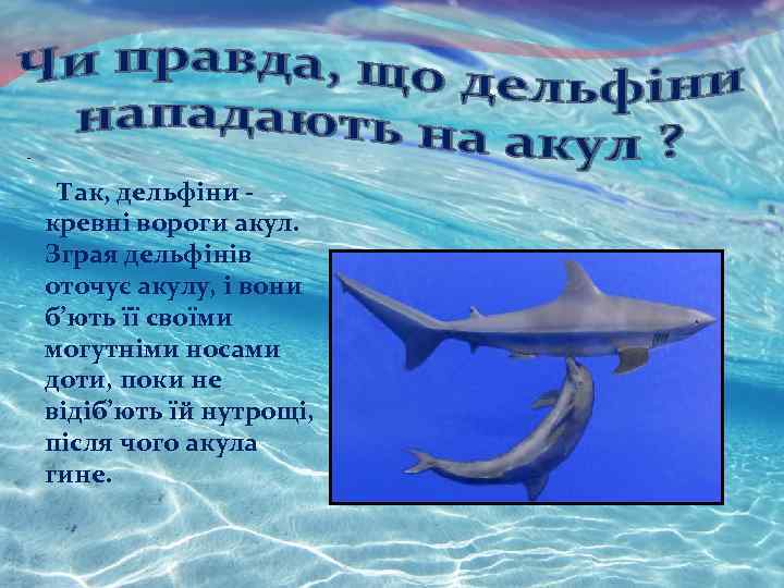 - Так, дельфіни кревні вороги акул. Зграя дельфінів оточує акулу, і вони б’ють її