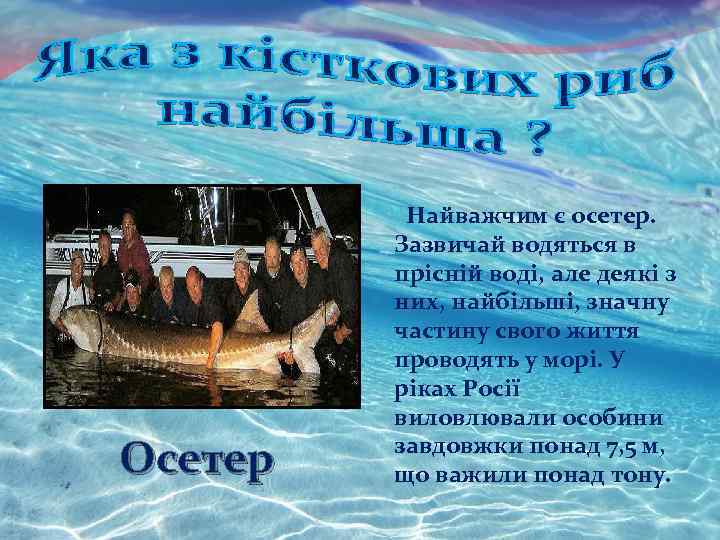 Осетер Найважчим є осетер. Зазвичай водяться в прісній воді, але деякі з них, найбільші,