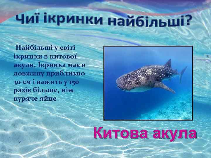 Найбільші у світі ікринки в китової акули. Ікринка має в довжину приблизно 30 см