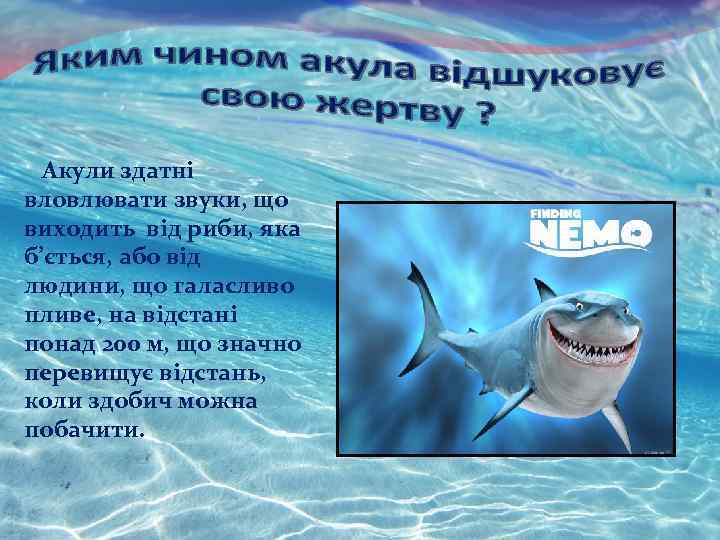 Акули здатні вловлювати звуки, що виходить від риби, яка б’ється, або від людини, що