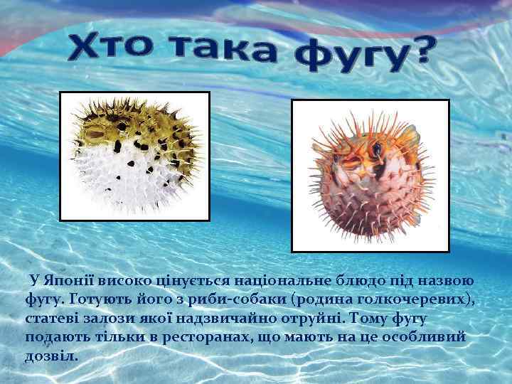 У Японії високо цінується національне блюдо під назвою фугу. Готують його з риби-собаки (родина