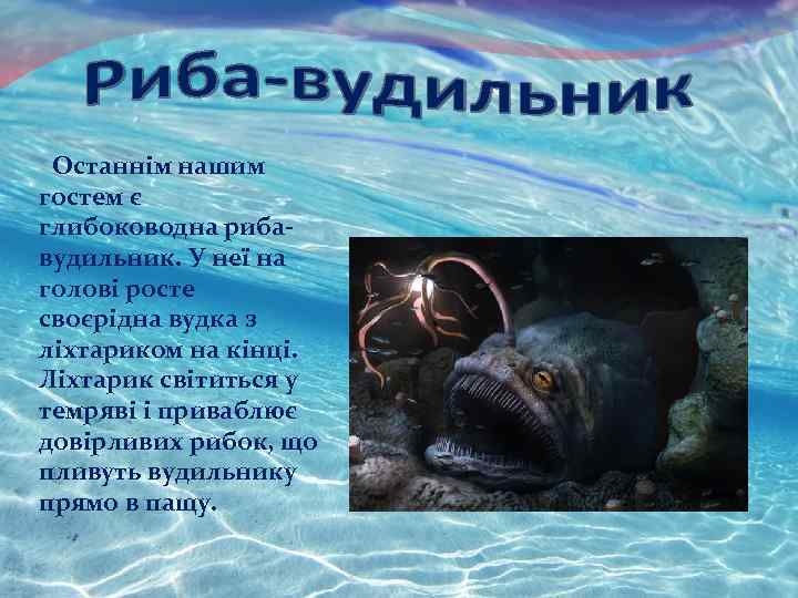 Останнім нашим гостем є глибоководна рибавудильник. У неї на голові росте своєрідна вудка з