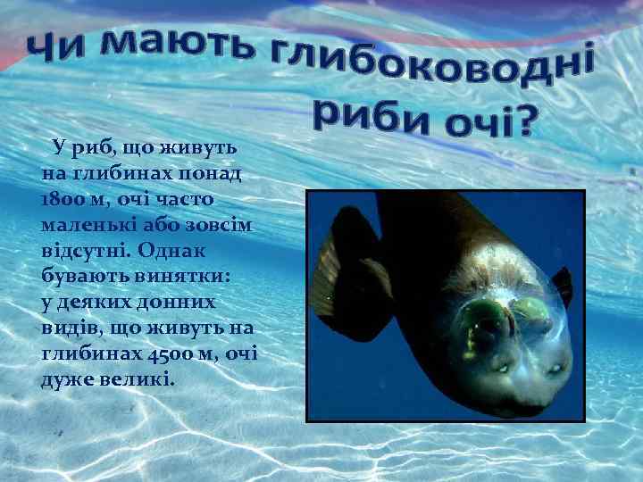 У риб, що живуть на глибинах понад 1800 м, очі часто маленькі або зовсім