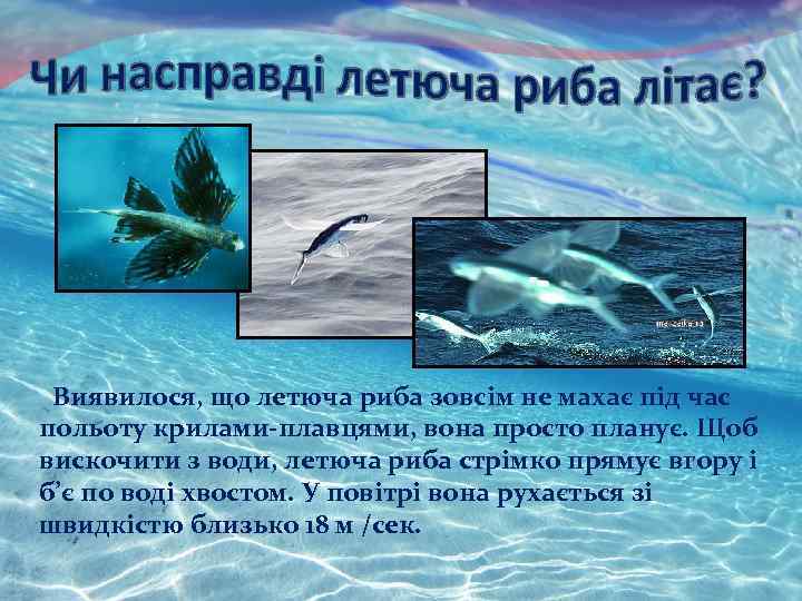 Виявилося, що летюча риба зовсім не махає під час польоту крилами-плавцями, вона просто планує.