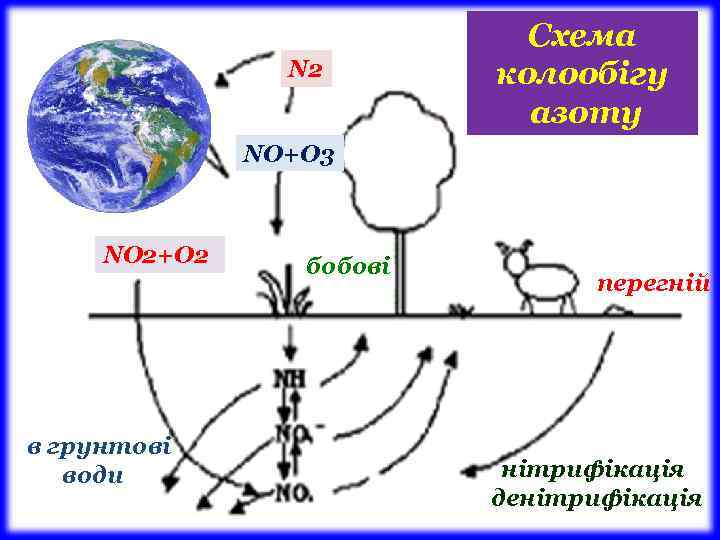 N 2 Схема колообігу азоту NО+О 3 NО 2+О 2 в грунтові води бобові